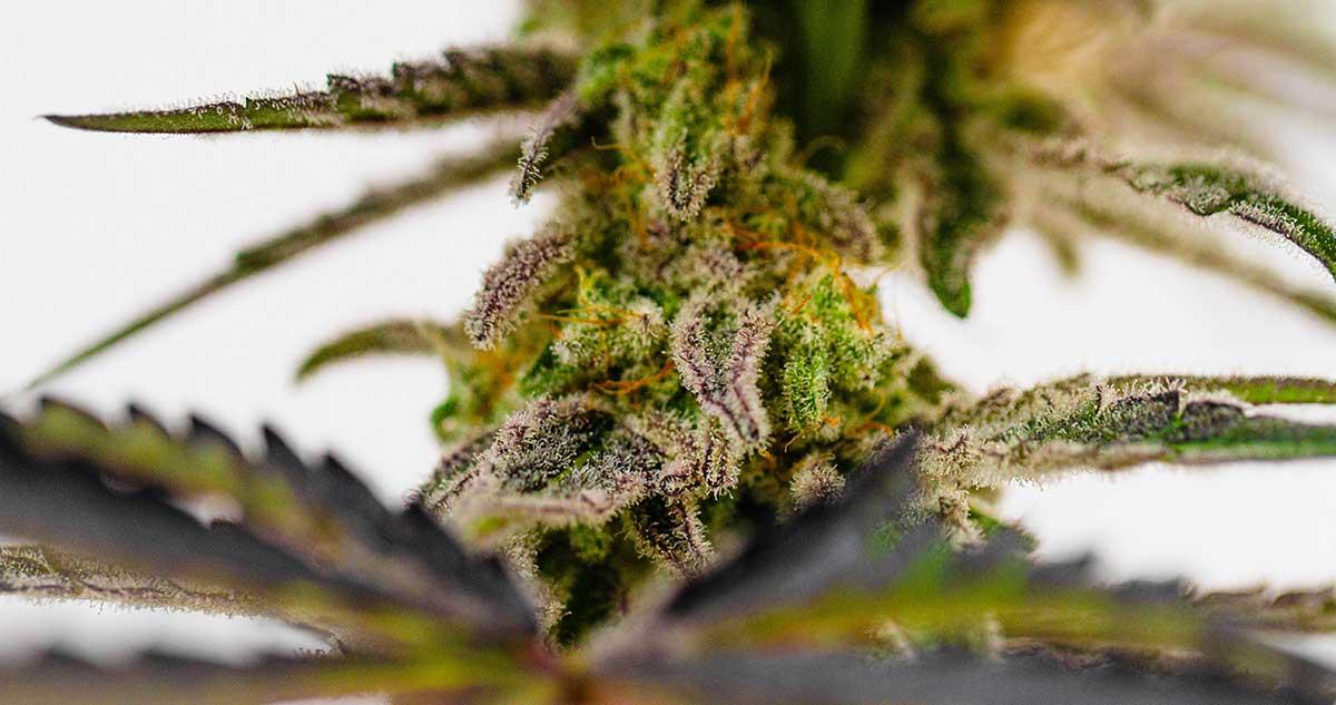 Photo of What Cannabis Strains Are Best for Depression and Mental Health?