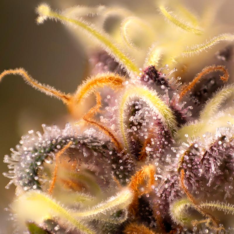 Terpene Benefits