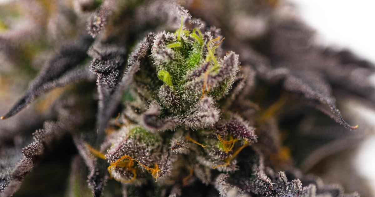 MÜV Featured Strain Cotton Candy Cotton Candy Strain FAQs
