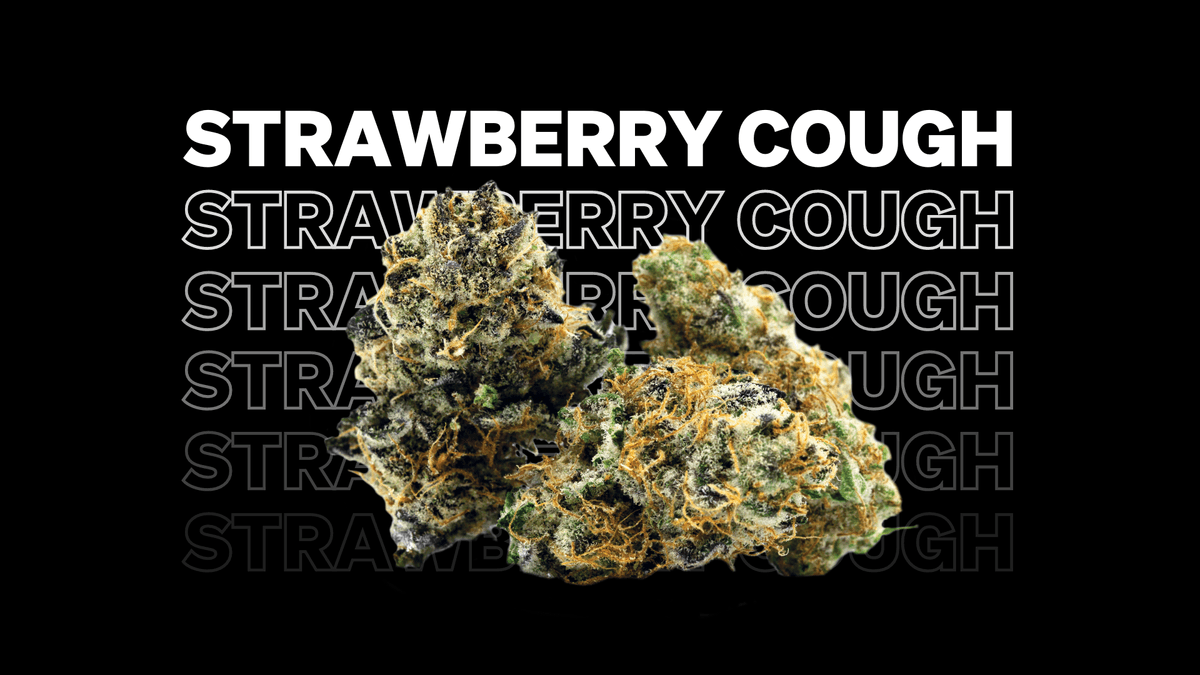Strawberry Cough Strain Potency, Effects, & Terpene Profile MÜV
