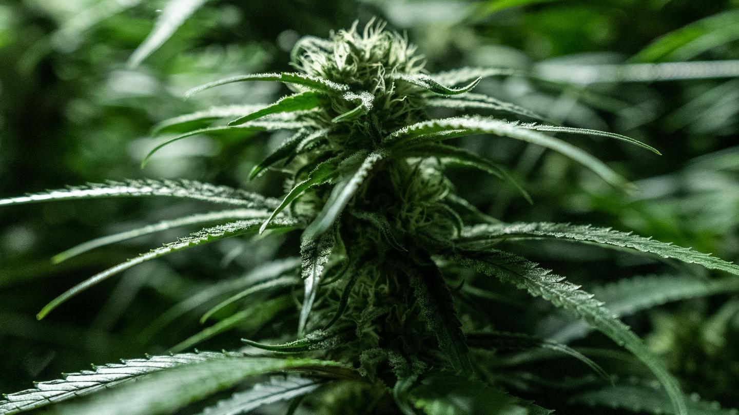canabis plant