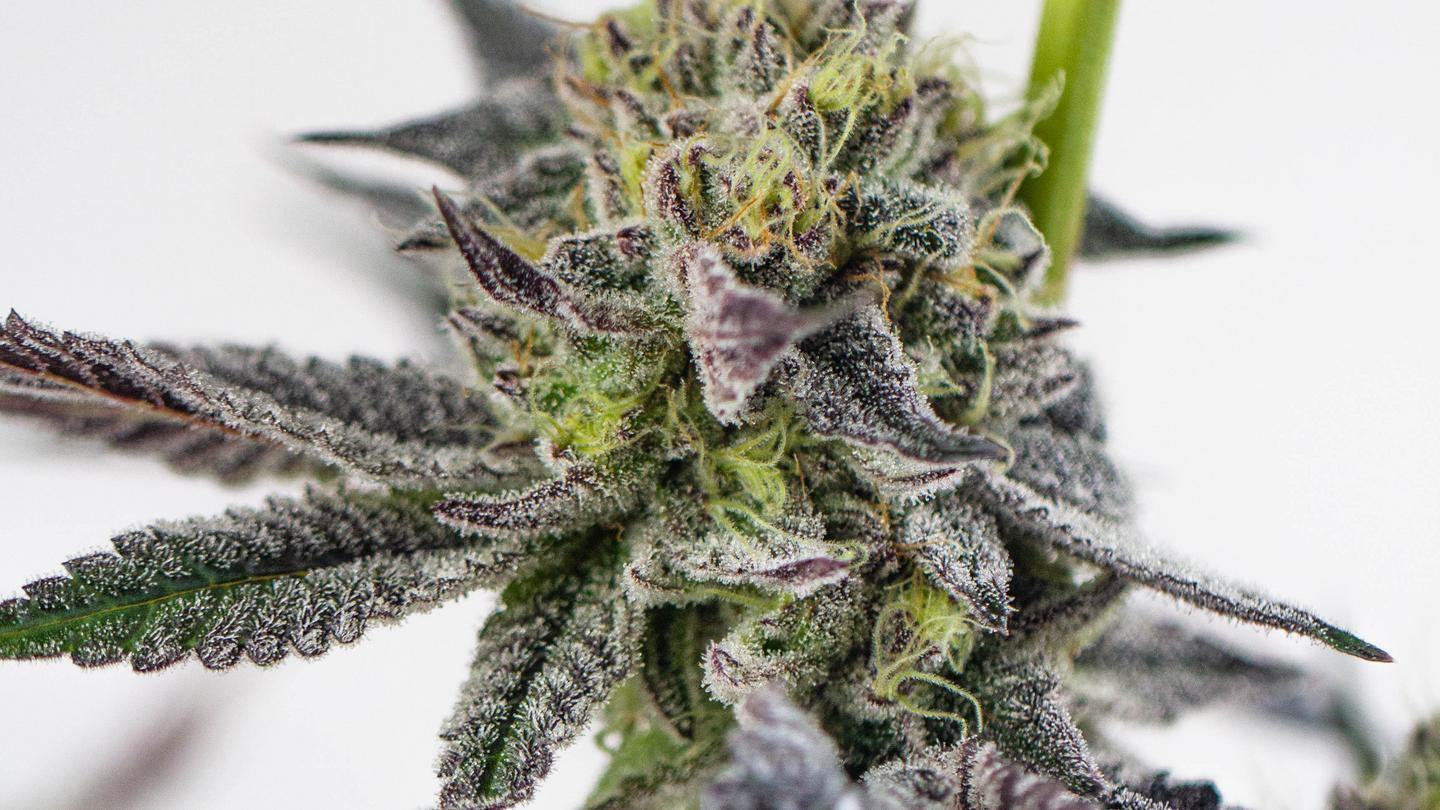thc vs. cbn