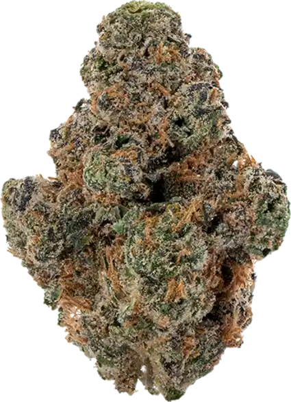 Apricot Stomper