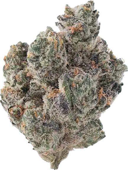 Blueberry Forum