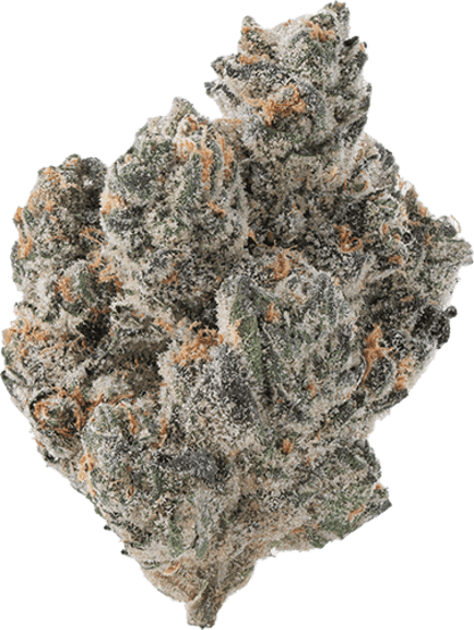 Blueberry Forum