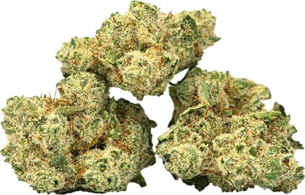 Burmese Kush