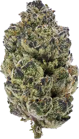 Double Fudge Cookies