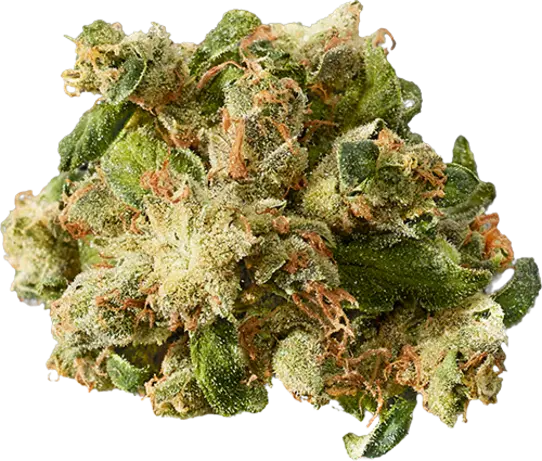 East Coast Sour Diesel