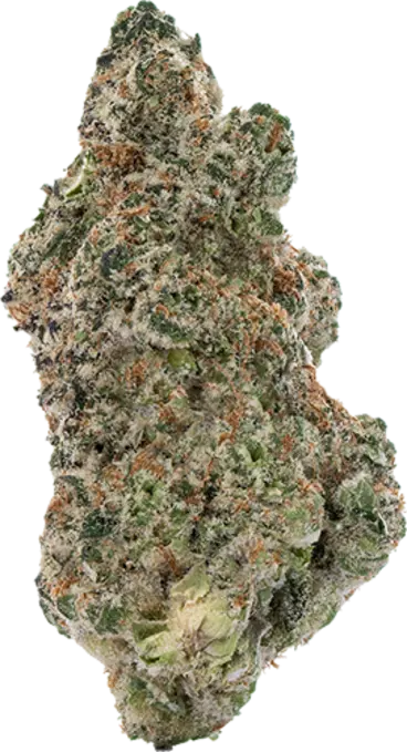 Gator Breath