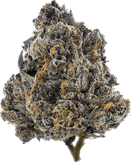 Gelato 33