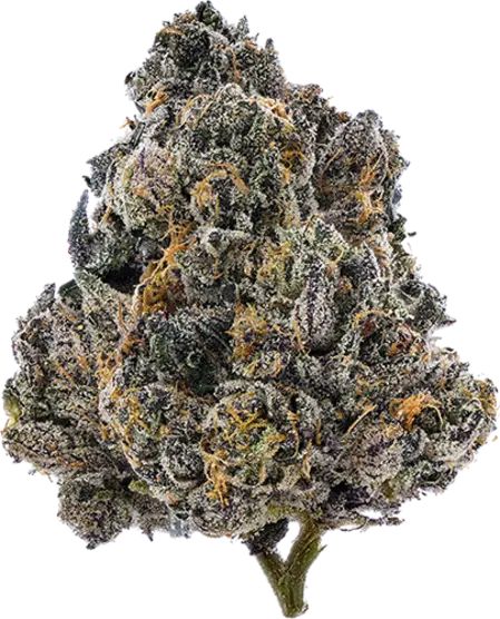 Gelato 33