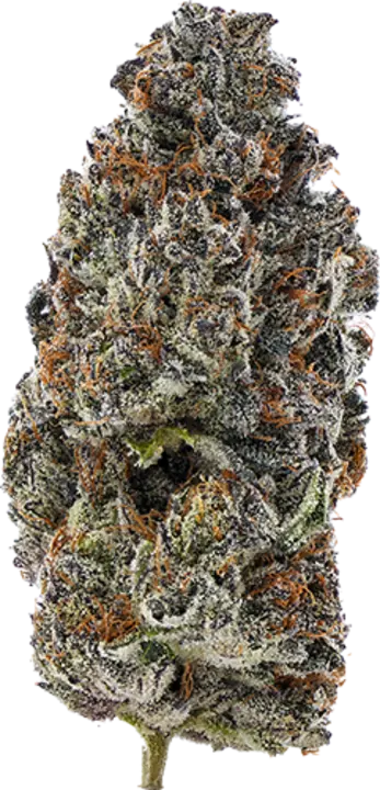 Gelato 41
