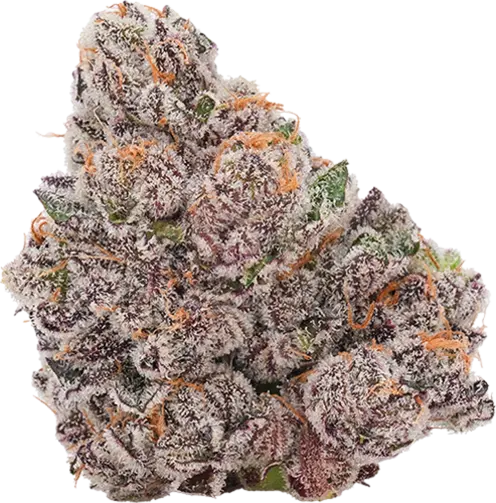 Glitter Bomb