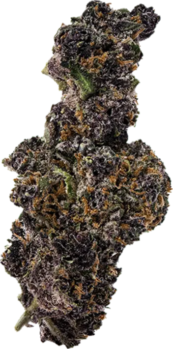 Thai Black Dog
