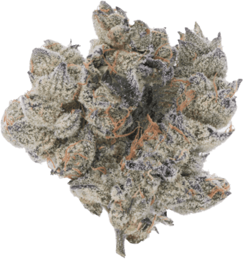 Pomelo Diesel