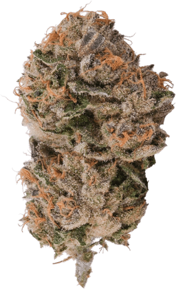 Purple Octane x Jealousy