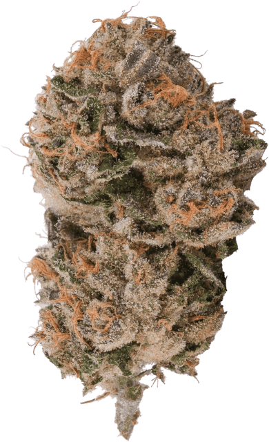 Purple Octane x Jealousy