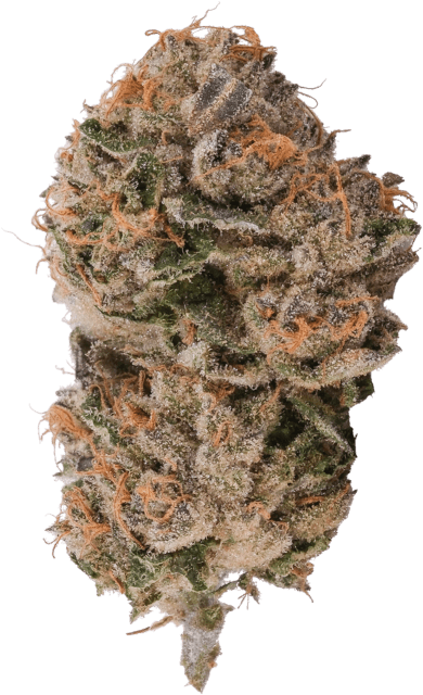 Purple Octane x Jealousy image 1