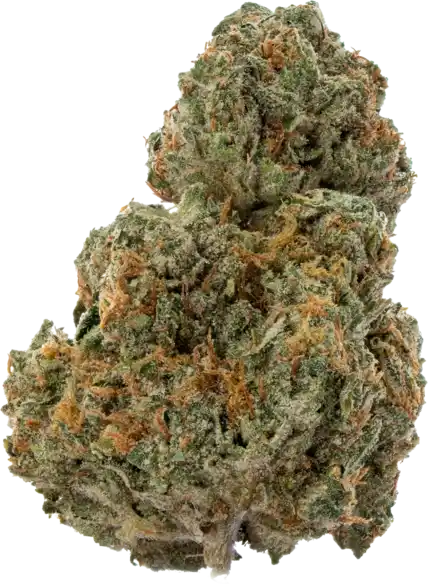 Boston Cream