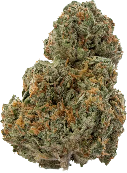 Boston Cream