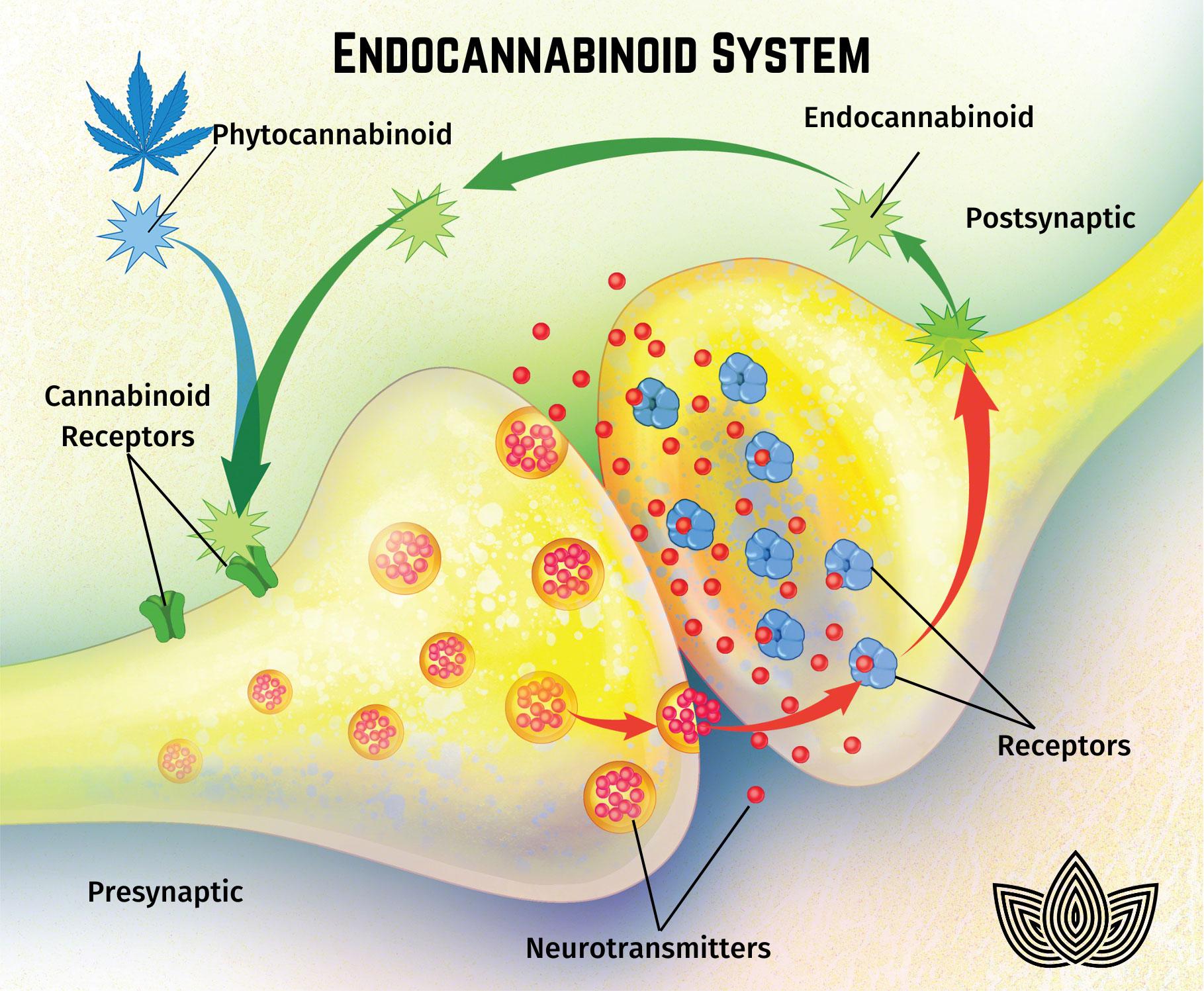 The Endocannabinoid System (ECS)
