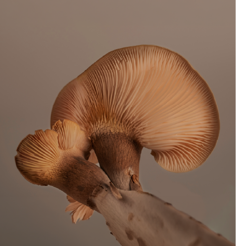 Myrcene terpene
